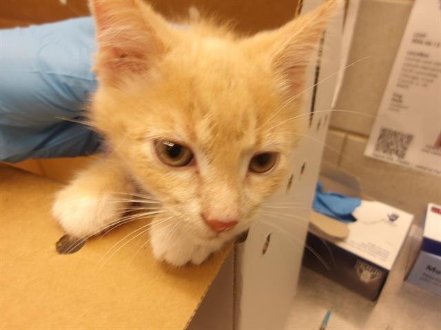 Adoptable Cat