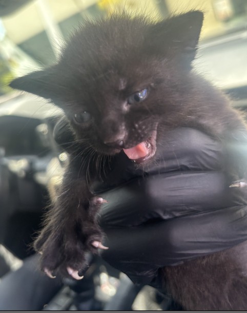 Adoptable Cat