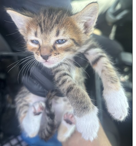 Adoptable Cat