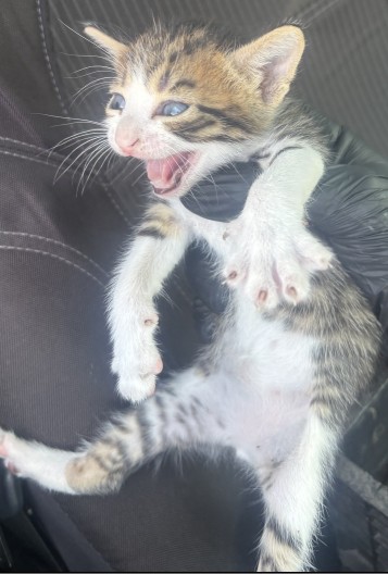 Adoptable Cat