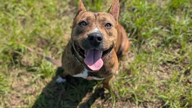 Perla