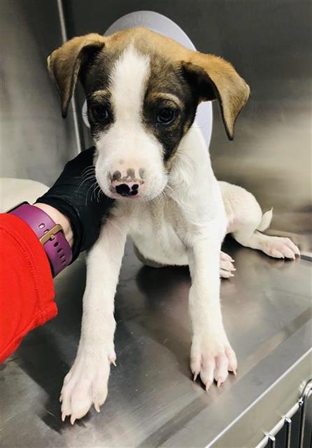 Adoptable Dog
