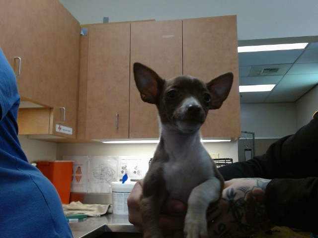 Adoptable Dog