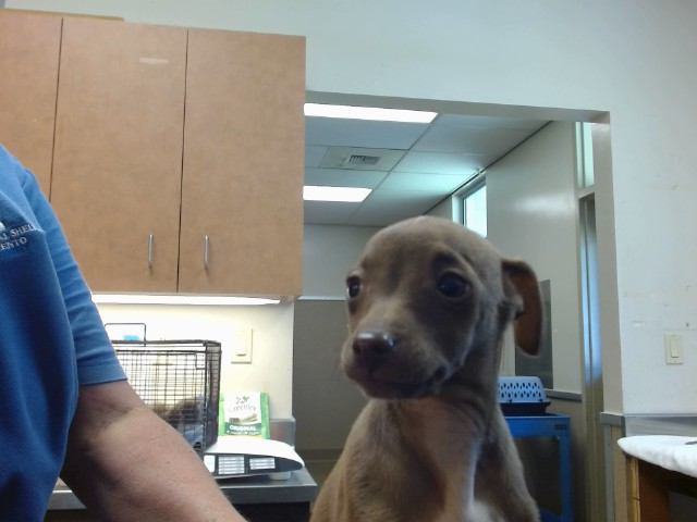 Adoptable Dog