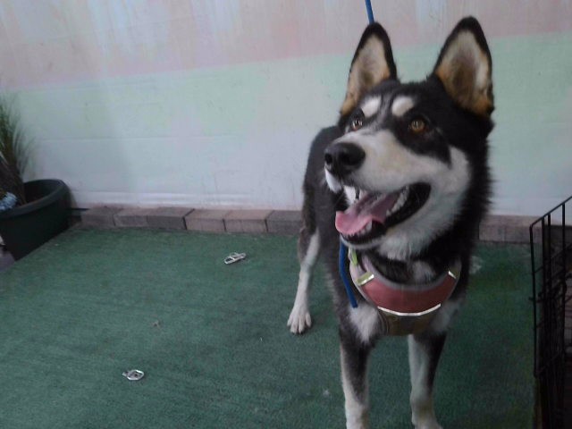 Adoptable Dog