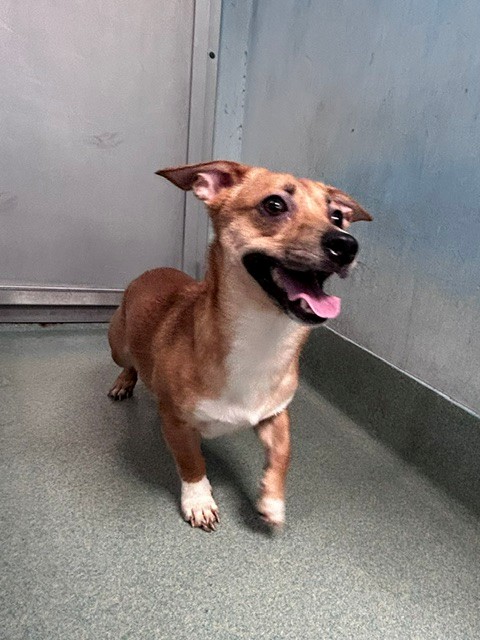 Adoptable Dog