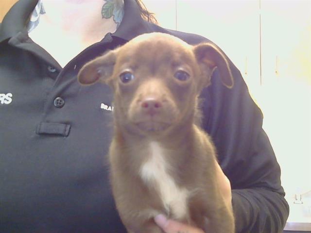 Adoptable Dog