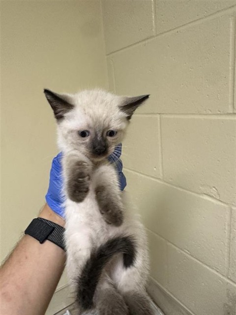 Adoptable Cat