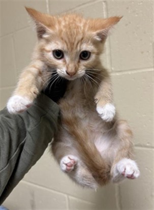Adoptable Cat