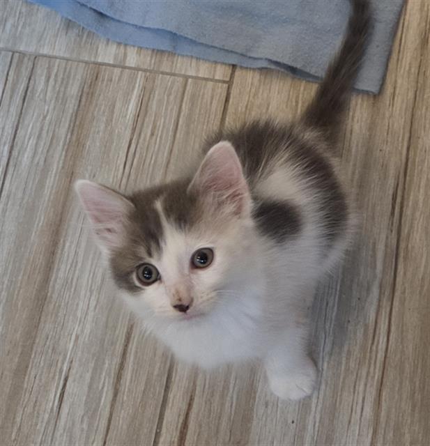 Finn