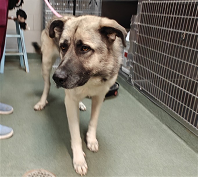 Adoptable Dog