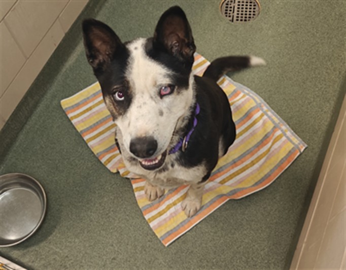 Adoptable Dog