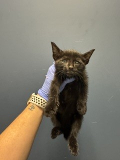 Mimi