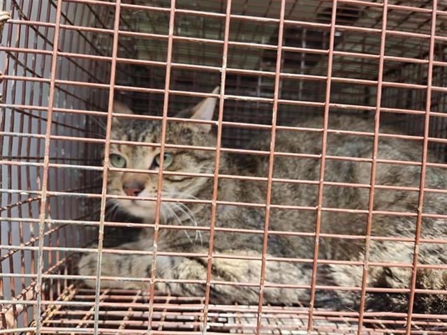 Adoptable Cat