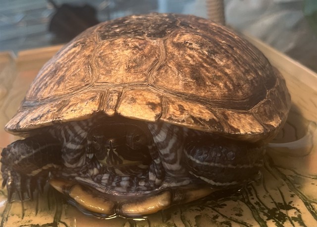 *Turtlita