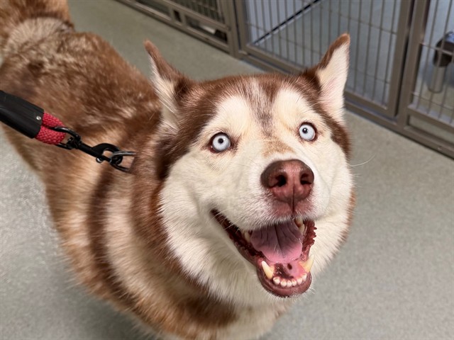 Kodiak
