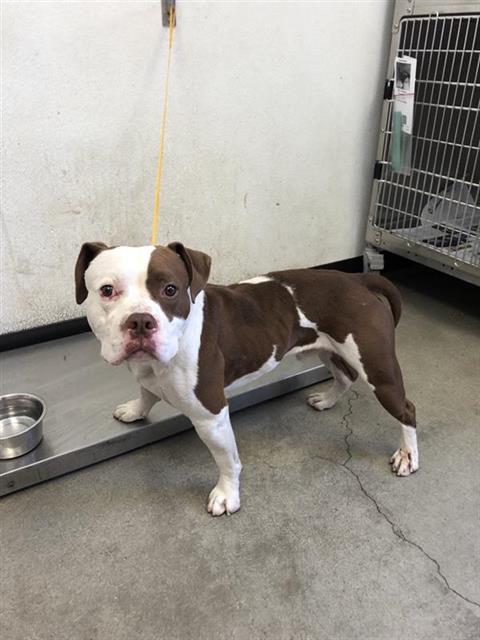 Adoptable Dog