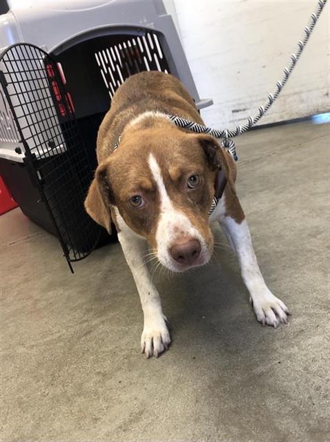 Adoptable Dog