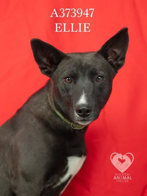 Ellie