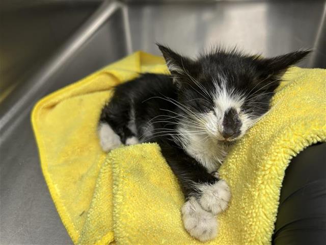 Adoptable Cat
