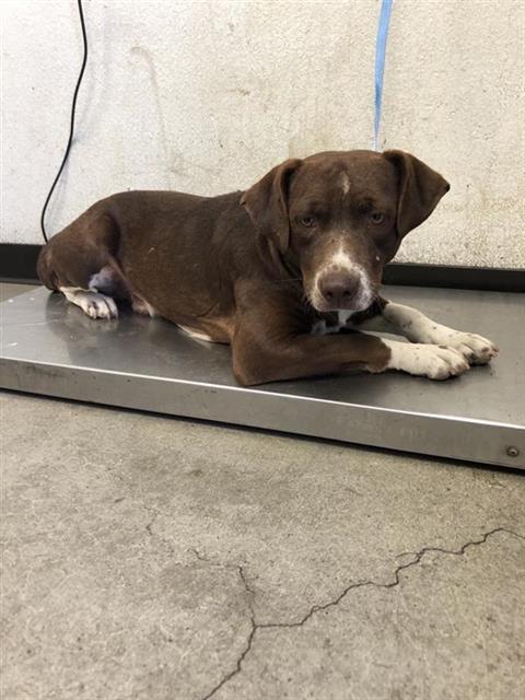 Adoptable Dog