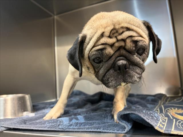 Adoptable Dog