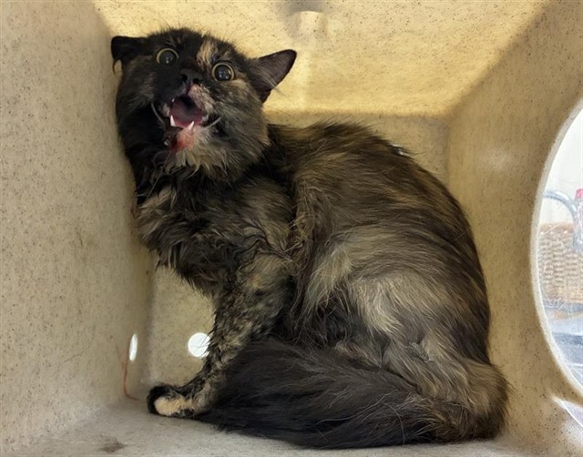 Adoptable Cat