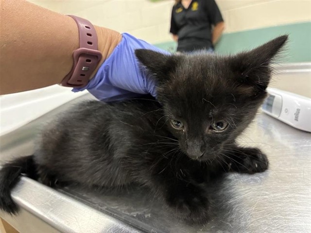 Adoptable Cat