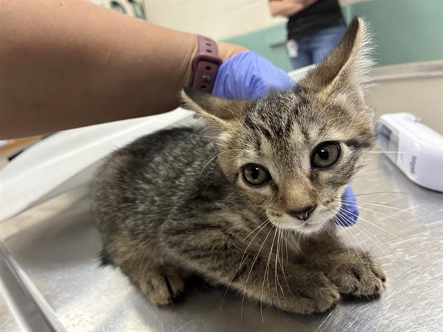 Adoptable Cat