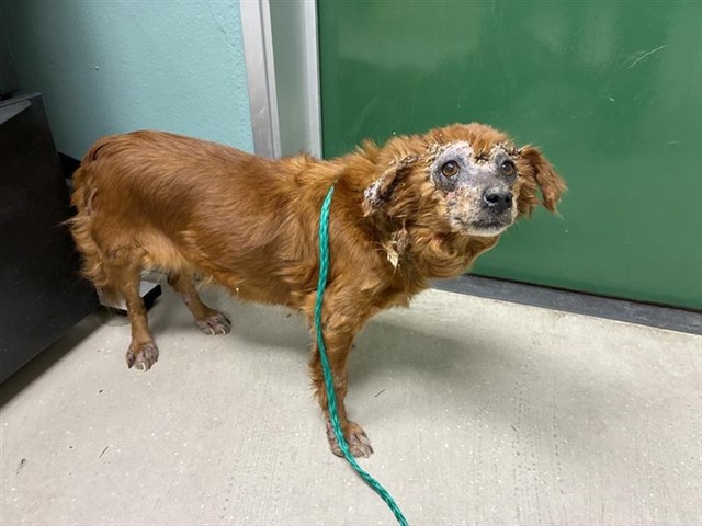 Adoptable Dog