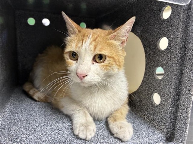 Adoptable Cat