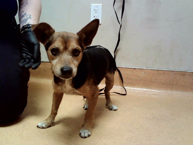 Adoptable Dog