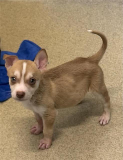 Adoptable Dog