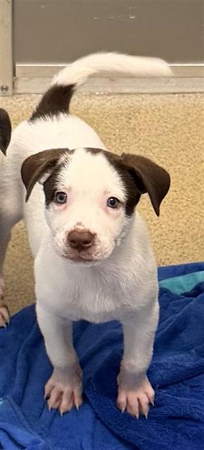 Adoptable Dog