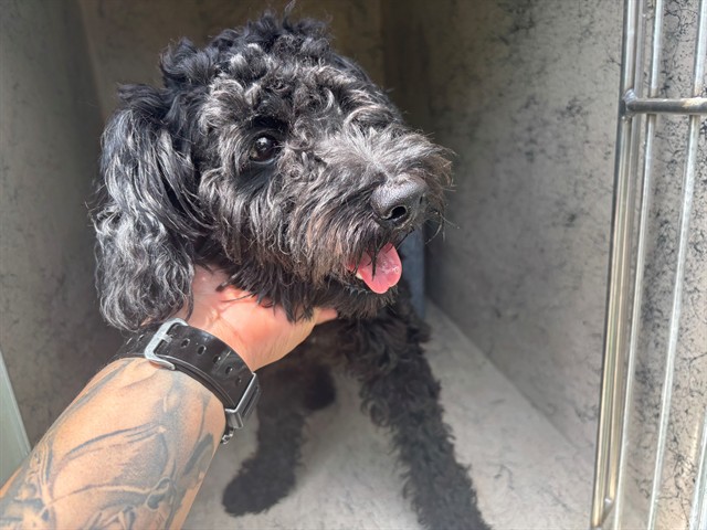 Mr. Doodle