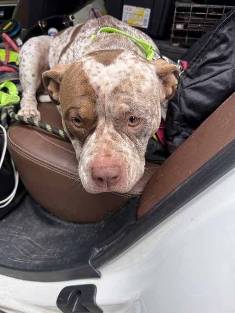 Adoptable Dog