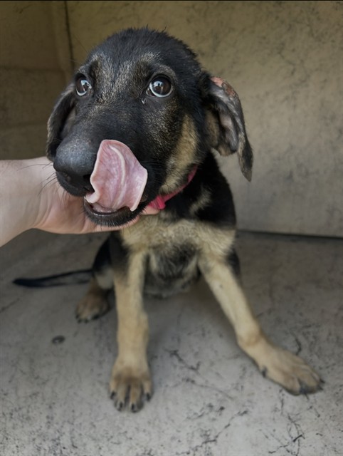 Adoptable Dog
