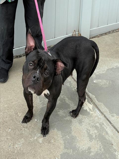 Adoptable Dog