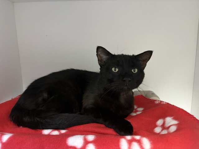 Bagheera