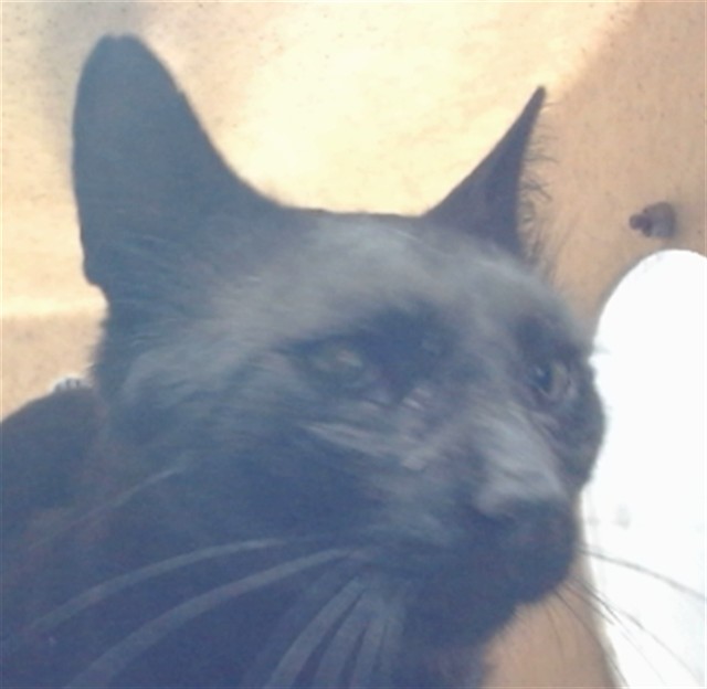 Urgent Med Adopt Scout