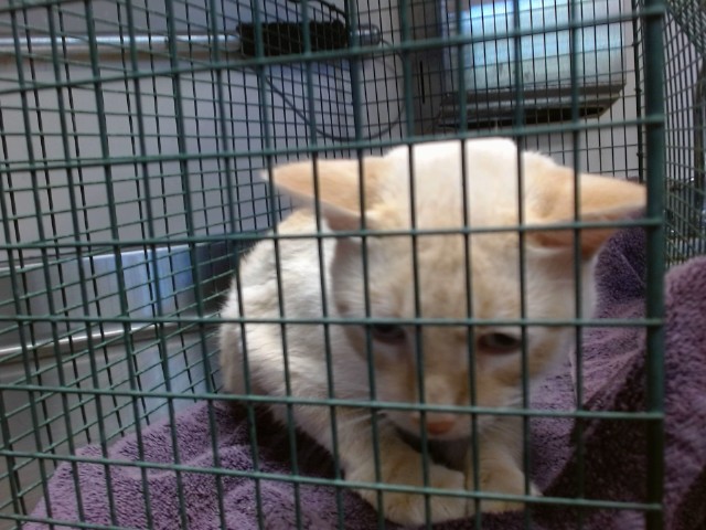 Bagel