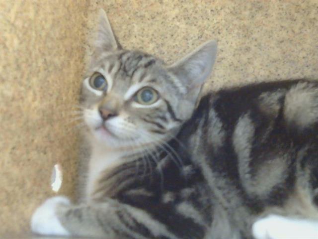 Adoptable Cat