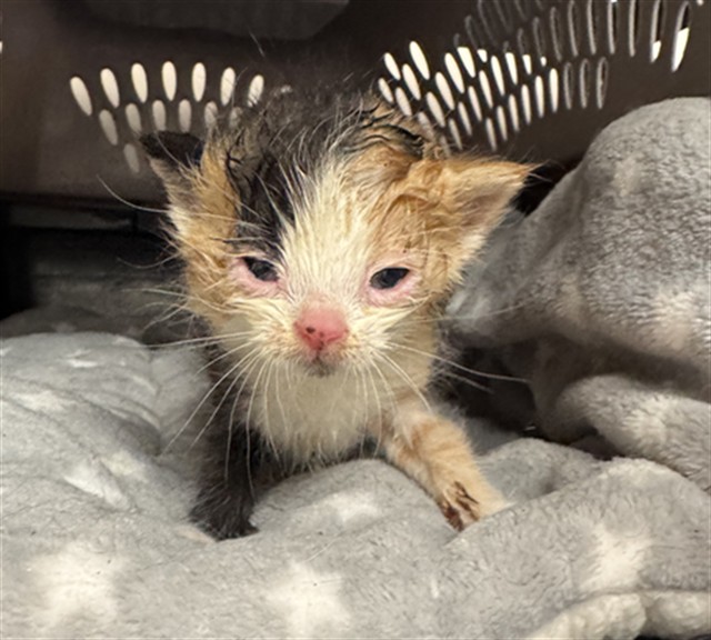 Adoptable Cat
