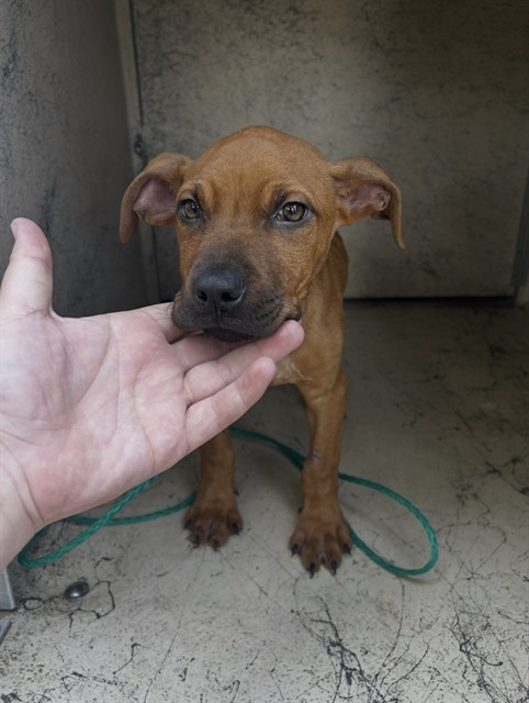 Adoptable Dog