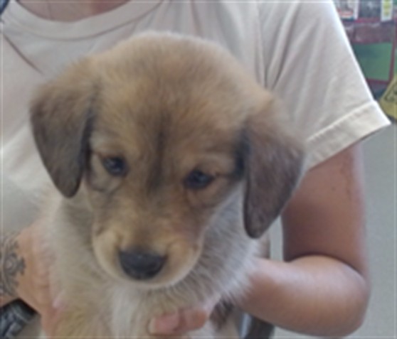 Adoptable Dog
