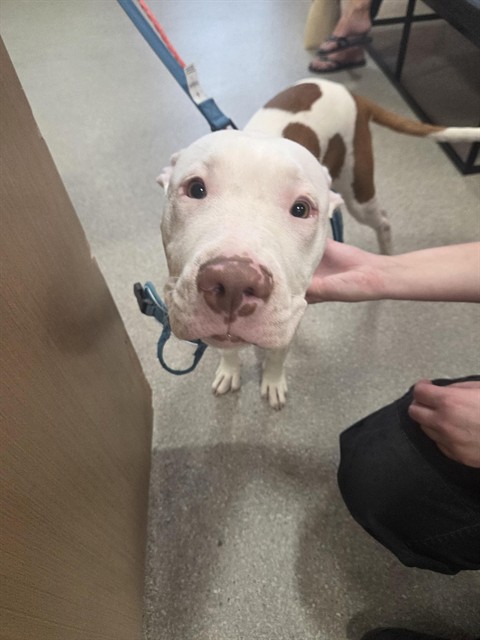 Adoptable Dog