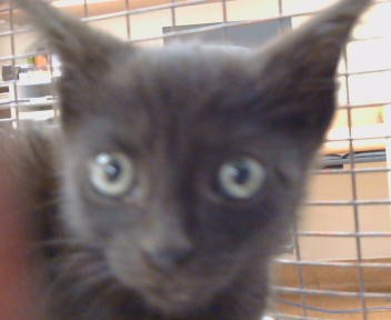 Adoptable Cat