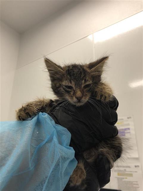 Adoptable Cat