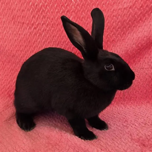 *Luna
