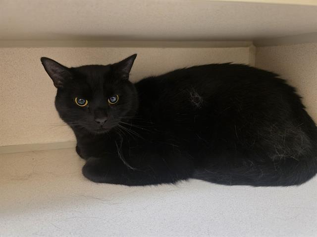 Salem